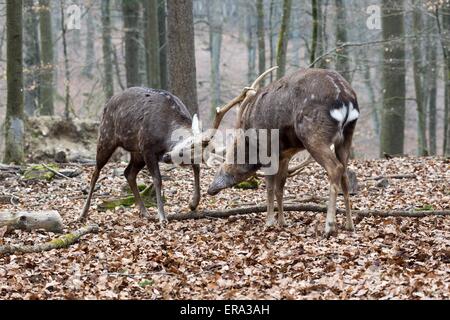 cervi di Sika Foto Stock