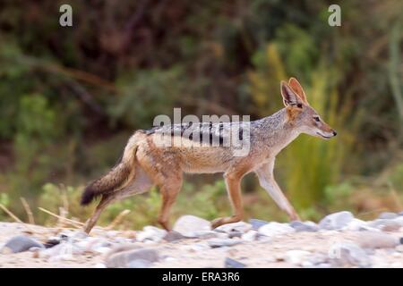 Nero-backed jackal Foto Stock