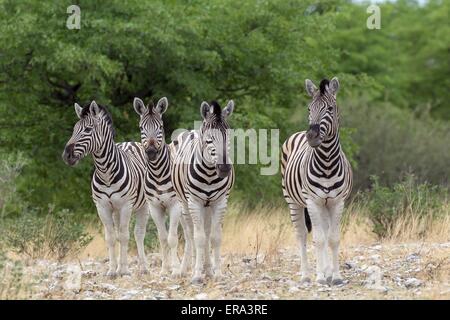 Mandria di pianura zebre Foto Stock
