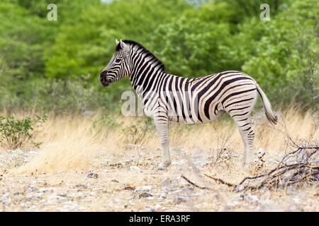 zebra delle pianure Foto Stock