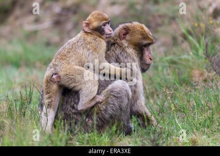 scimmie Barbary Foto Stock