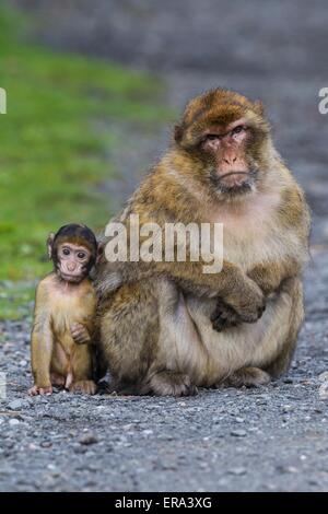 scimmie Barbary Foto Stock