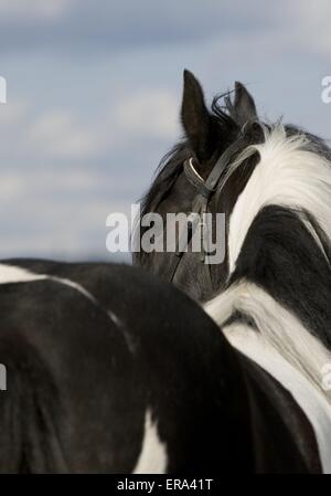 Irlandese Tinker Foto Stock