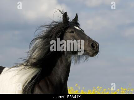 Irlandese Tinker Foto Stock