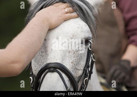 Arabian Horse Foto Stock