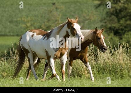 Cavalli di vernice Foto Stock