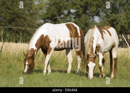 Cavallo della vernice Foto Stock