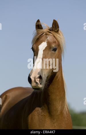 Welsh-Cob ritratto Foto Stock