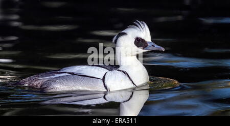 Maschi di anatra smew, mergellus albellus, galleggia sull'acqua Foto Stock