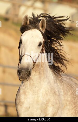 Pura Raza Española ritratto Foto Stock