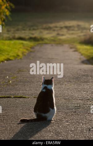 gatto di seduta Foto Stock