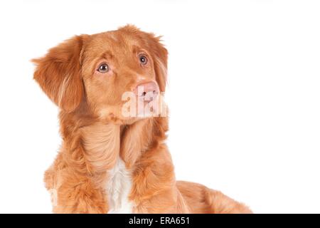 Nova Scotia Duck Tolling Retriever ritratto Foto Stock