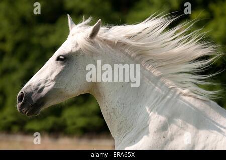 Cavallo andaluso ritratto Foto Stock