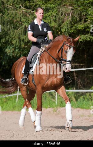 La donna corse Hessian Warmblood Foto Stock