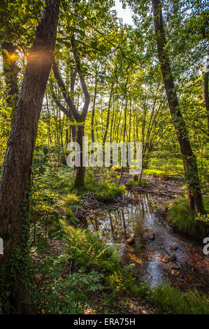 Italia Piemonte Canavese Via Francigena Ivrea foreste nelle terre ballerini Foto Stock