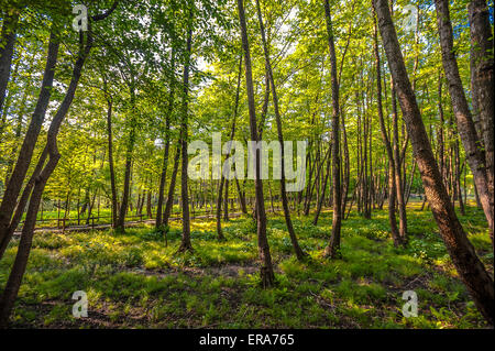 Italia Piemonte Canavese Via Francigena Ivrea foreste nelle terre ballerini Foto Stock