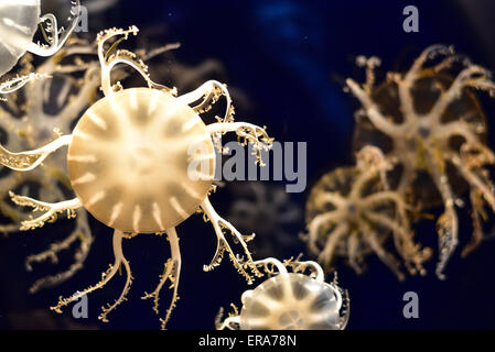 Meduse, Acquario di Osaka, in Giappone. Foto Stock