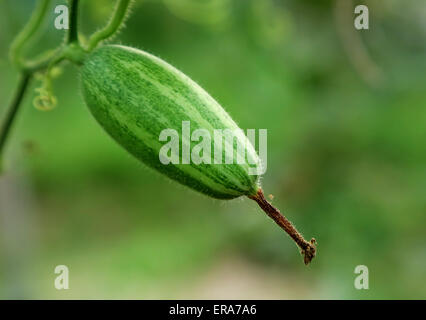 Close up Verde zucca appuntita in un orto Foto Stock