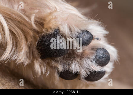 Una macro shot di Yorkshire terrier la zampa. Foto Stock