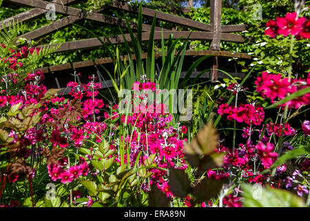 Primula pulverulenta Candelabra Primrose che crescono nel giardino in legno ponte Foto Stock