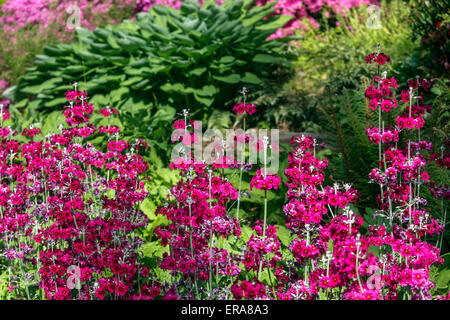 Candelabra Primula primula pulverulenta primula Foto Stock