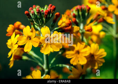 Primrose, Primula candelabri Harlow Carr, primule giallo Foto Stock