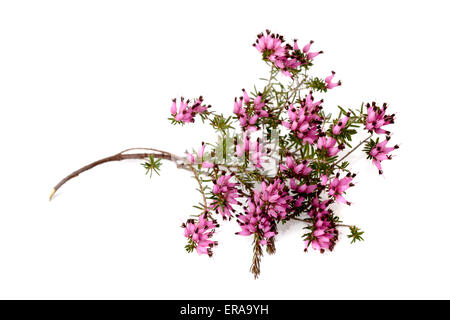 Viola heather ramo isolato su sfondo bianco Foto Stock