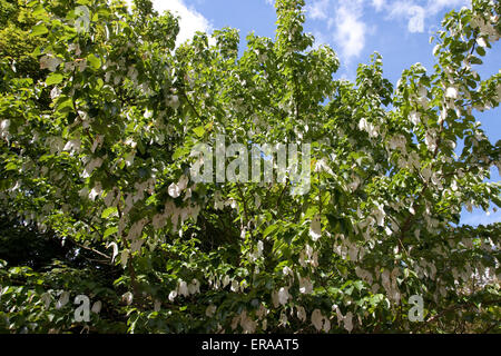 Davidia involucrata, il fazzoletto in fiore Foto Stock