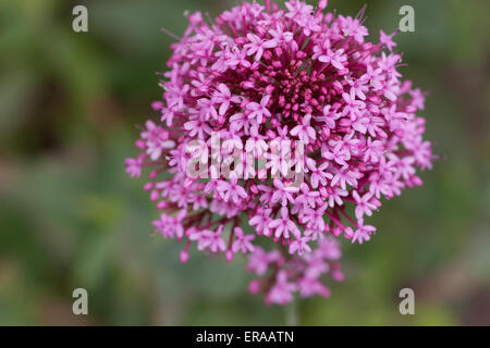 Verbena bonariensis in fiore Foto Stock