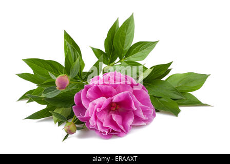 Rosa peonia fiore con boccioli isolato su bianco Foto Stock