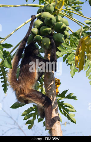 La scimmia ragno di Geoffroy (Ateles Geoffroyi) che si nutre di frutti di papaia, anche conosciuta come scimmia ragno con la mano nera Foto Stock
