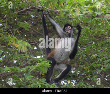 Scimmia ragno di Geoffroy (Ateles geoffroyi), nota anche come scimmia ragno nera appesa al ramo dell'albero nell'habitat della foresta tropicale messicana Foto Stock