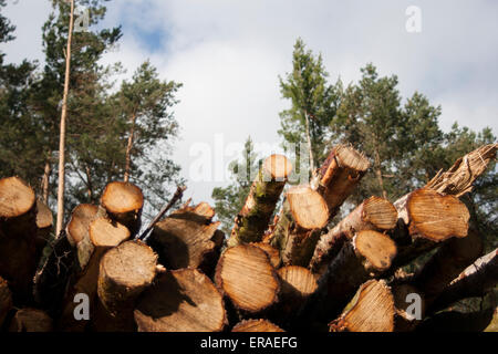 Pila di tagliare rotoli impilati in un bosco con alberi in background Foto Stock