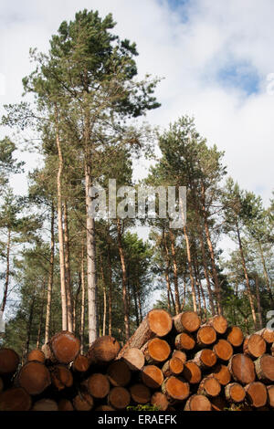 Pila di tagliare rotoli impilati in un bosco con alberi in background Foto Stock