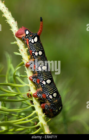 Close-up di caterpillar hawkmoth euforbia (Hyles euphorbiae) sulla sua pianta ospite milkweed Germania Europa Foto Stock