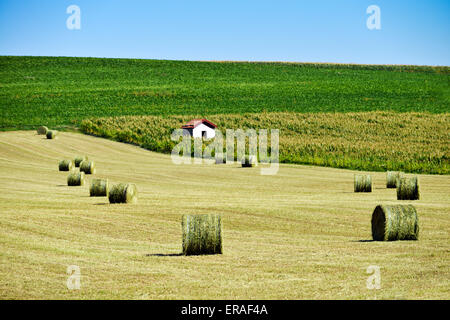 I campi con fieno e cornfield (Zea mays) in Francia Europa Foto Stock