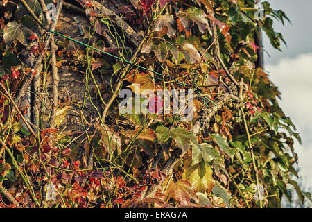 Arancione, rosso e verde delle foglie di un Boston Ivy, parthenocissus tricuspidata veitchii e rosa rossa in autunno su un vecchio muro di grunge in una tipica casa agricola in campagna italiana Foto Stock