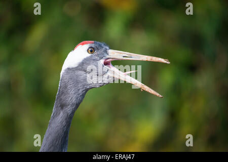 Eurasian gru grus grus, nel processo di visualizzazione Foto Stock