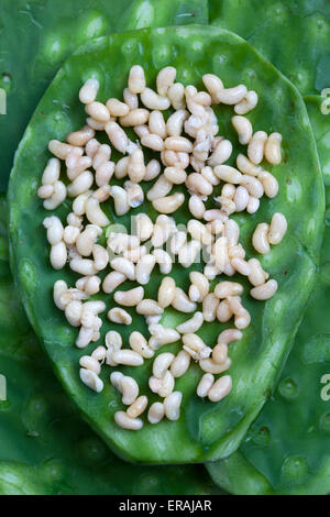 Escamoles Ant larvae o Pupa cotti serviti su una foglia di cactus - una prelibatezza in Messico - un esempio dello strano o strano cibo mangiato dalla gente Foto Stock