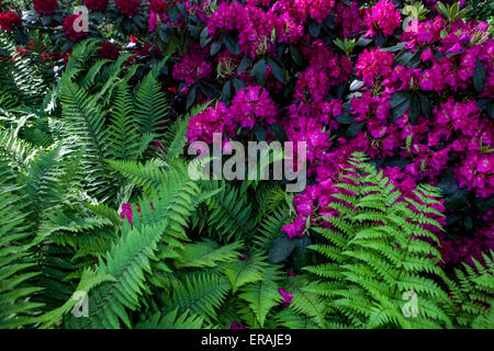 Porpora Rhododendron giardino, fioritz bordo felce pianta Foto Stock