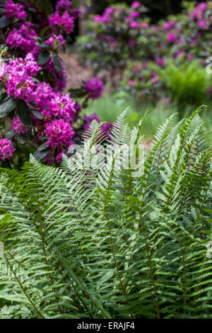 Viola rododendri in fiore, foglie di felce nel giardino di rododendri, fioritura delle piante Foto Stock