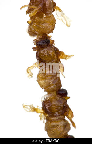 Bozzoli di api fritte cotte in vendita al mercato notturno di Donghuamen a Wangfujing Pechino Cina - un esempio dello strano o strano cibo mangiato dalla gente Foto Stock