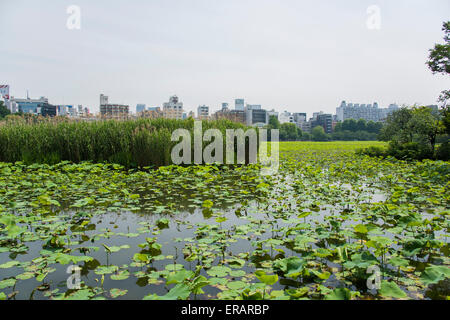 Stagno di Shinobazu,il Parco Ueno,Taito-Ku,Tokyo Giappone Foto Stock