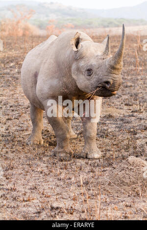 Maschio nero rhino (Diceros simum) carica, Phinda Private Game Reserve, Sud Africa Foto Stock