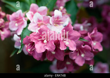 Weigela florida fiori. Foto Stock