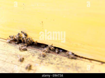 Api mellifere sono battenti in entrata e in uscita di un alveare giallo raccogliere il polline per il miele. Foto Stock
