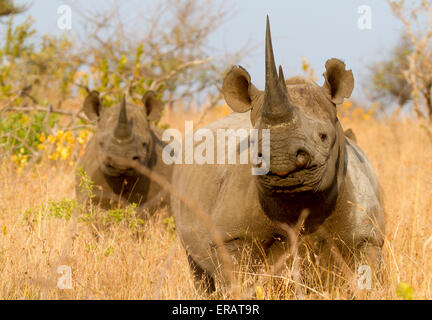 Famiglia materna gruppo di rinoceronte nero con il polpaccio (Diceros simum), Phinda Private Game Reserve, Sud Africa Foto Stock