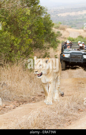 Gli ospiti di Safari guarda Africa selvaggia Leonessa (Panthera Leo) a piedi lungo via, Phinda Private Game Reserve, Sud Africa Foto Stock