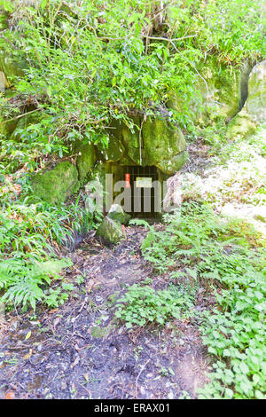 Upcast di Mabu Ryugenji albero della miniera d'argento di Iwami Ginzan paesaggio culturale, prefettura di Shimane, Giappone Foto Stock