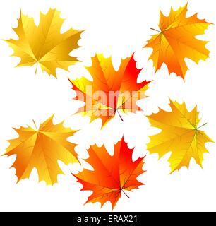Vettore di foglie di acero Illustrazione Vettoriale